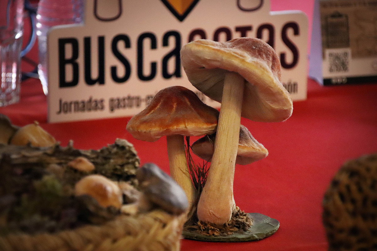Buscasetas