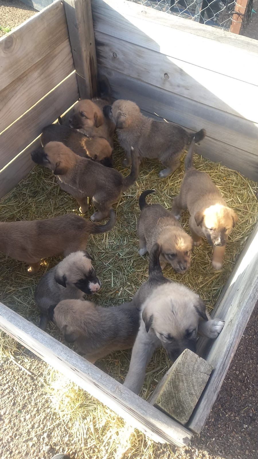 Cachorros Abandonados