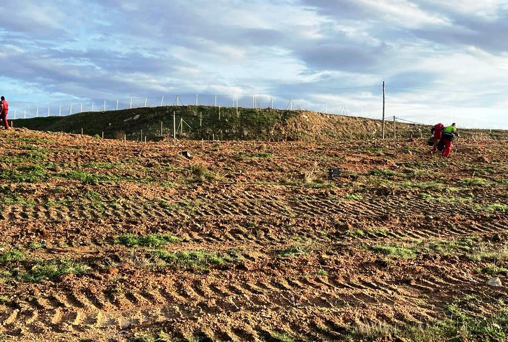 Obras de reforestación 4