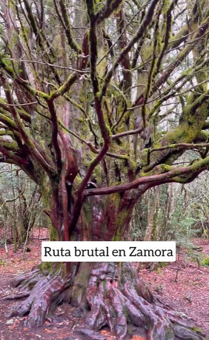 Ruta Zamora