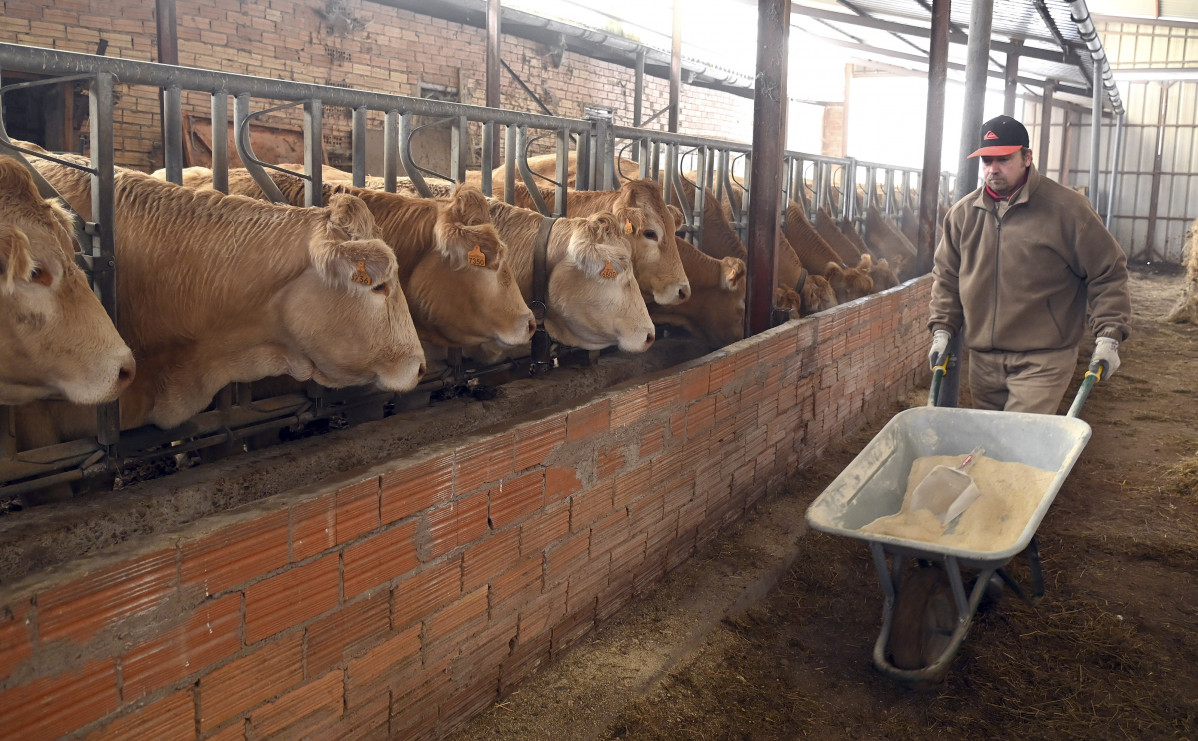 Vacas Ganadería Ganadero