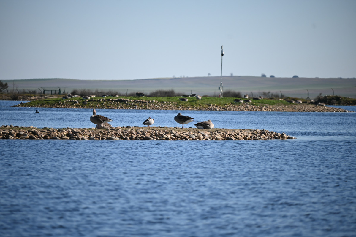 Lagunas de villafáfila