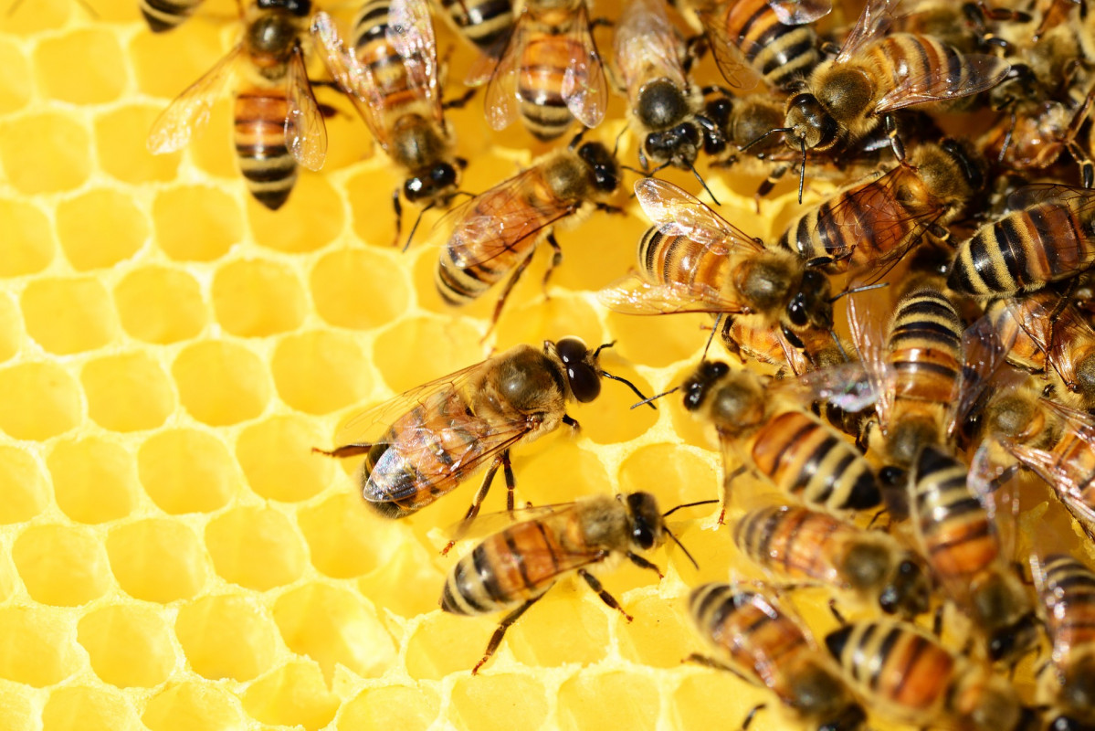 Bees g2d994de2f 1920