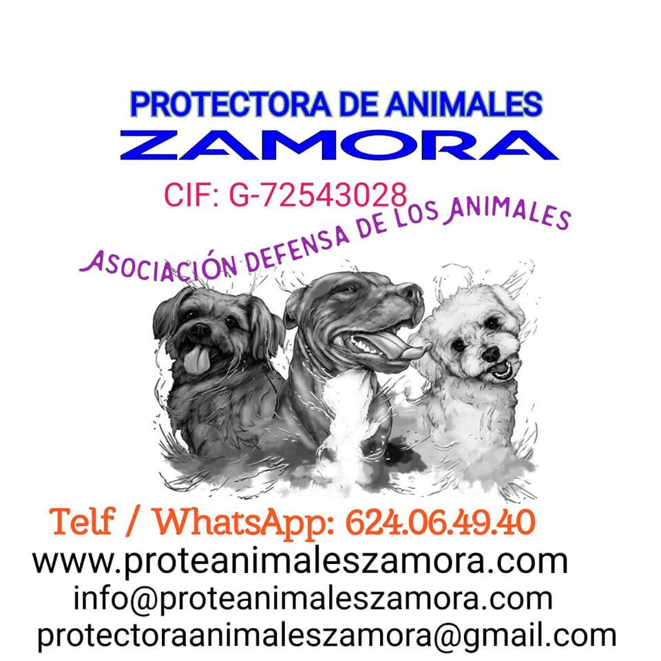 Protectora Animales Zamora