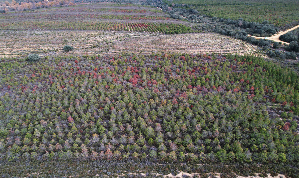 Bosque Clicars 1