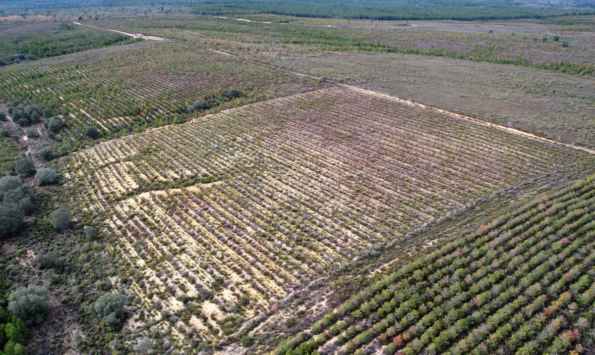 Bosque Clicars 4