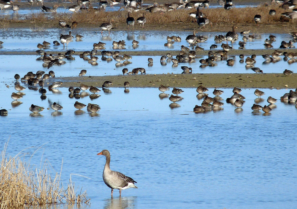 ICAL. Aves en las lagunas de Villafáfila