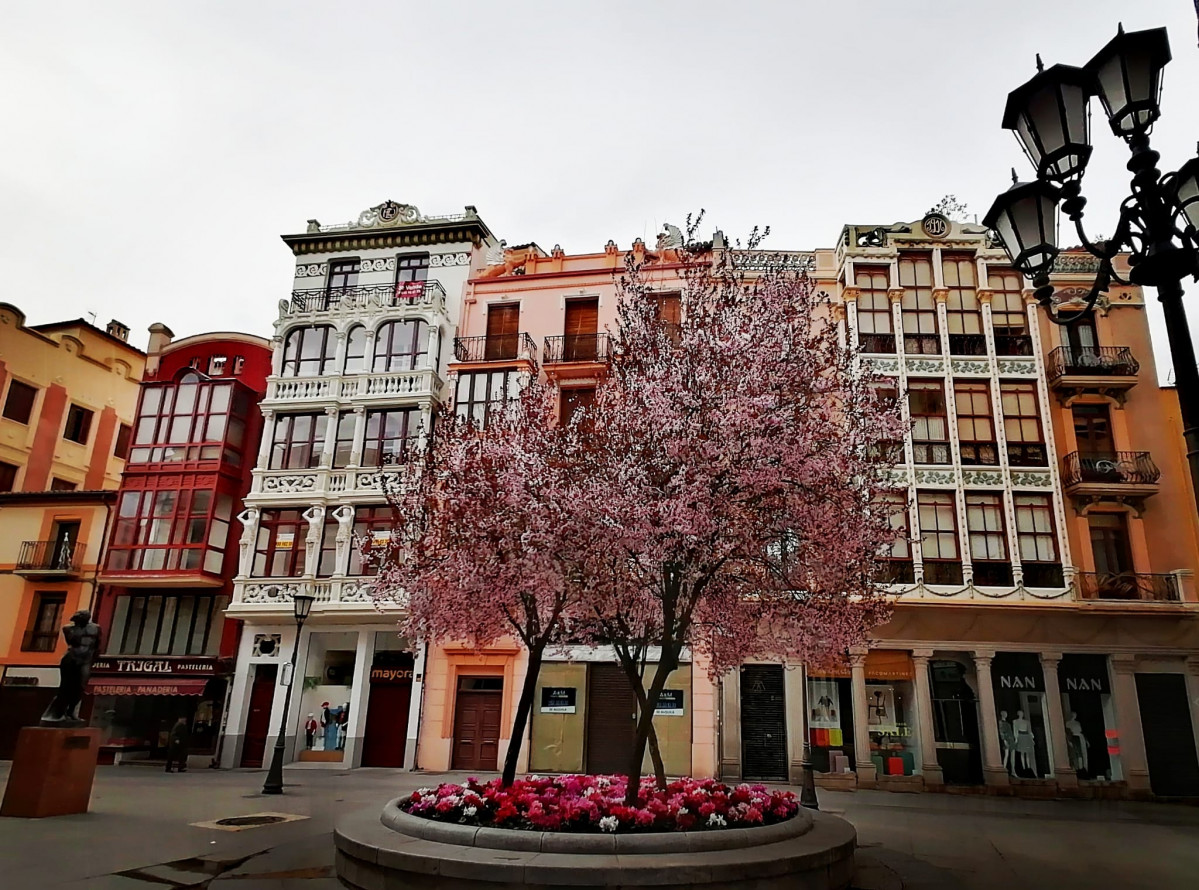 Ciclámenes en Sagasta