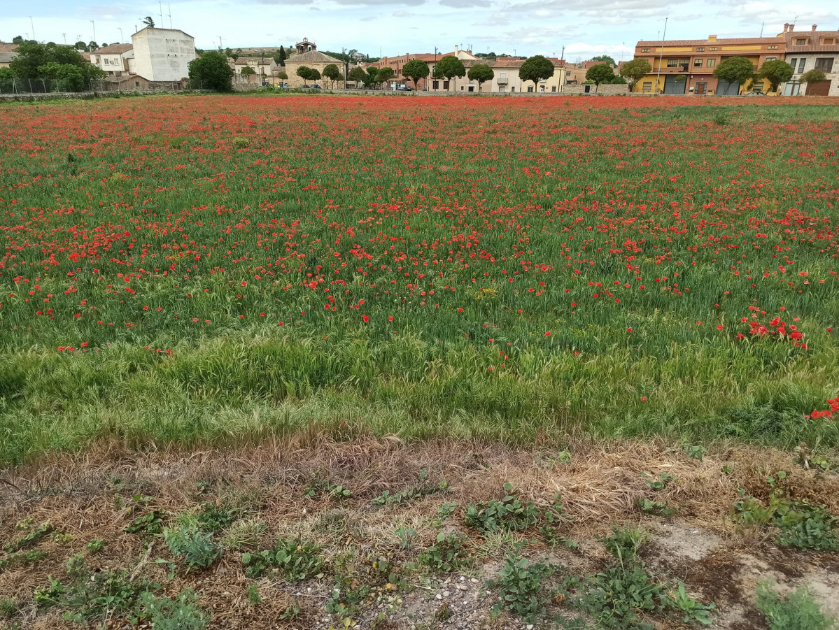 Campo