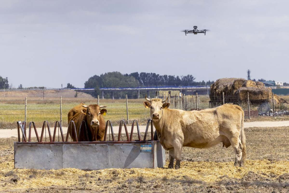 Ganado, vacas