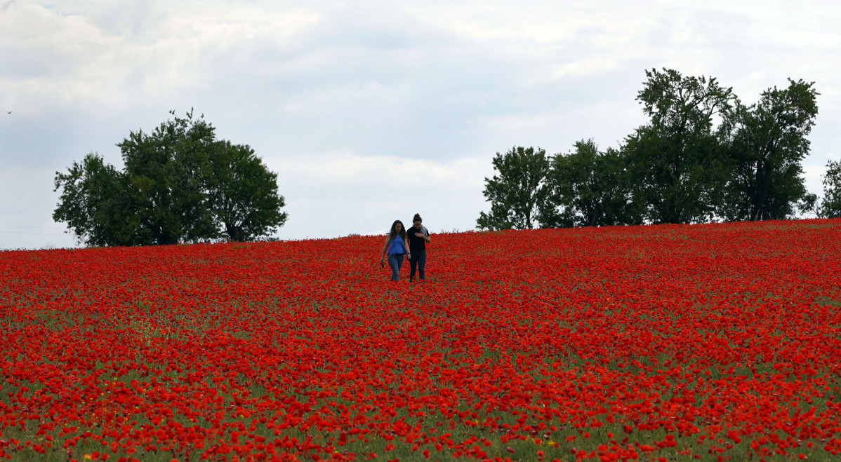 Amapolas