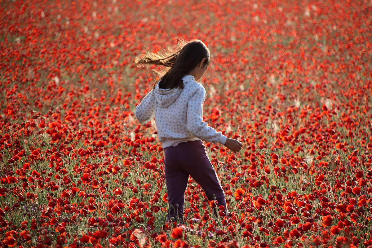 Amapolas.