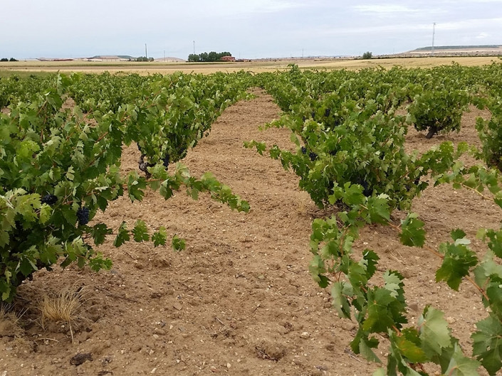 Iberian Viñedos de Yaso viñedos 1