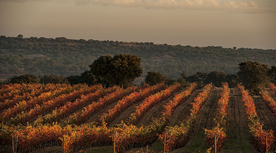 Patrimonio gastronu00f3mico. enoturismotierravino