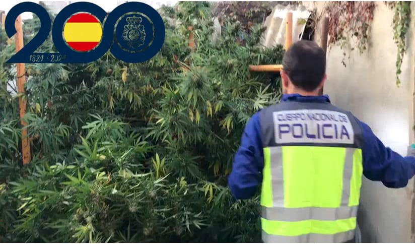 Marihuana policu00eda