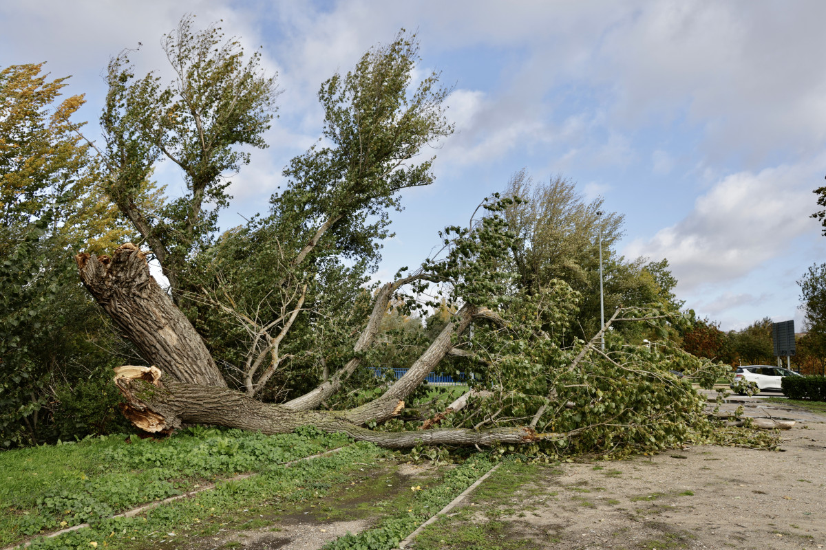 Árbol caído viento