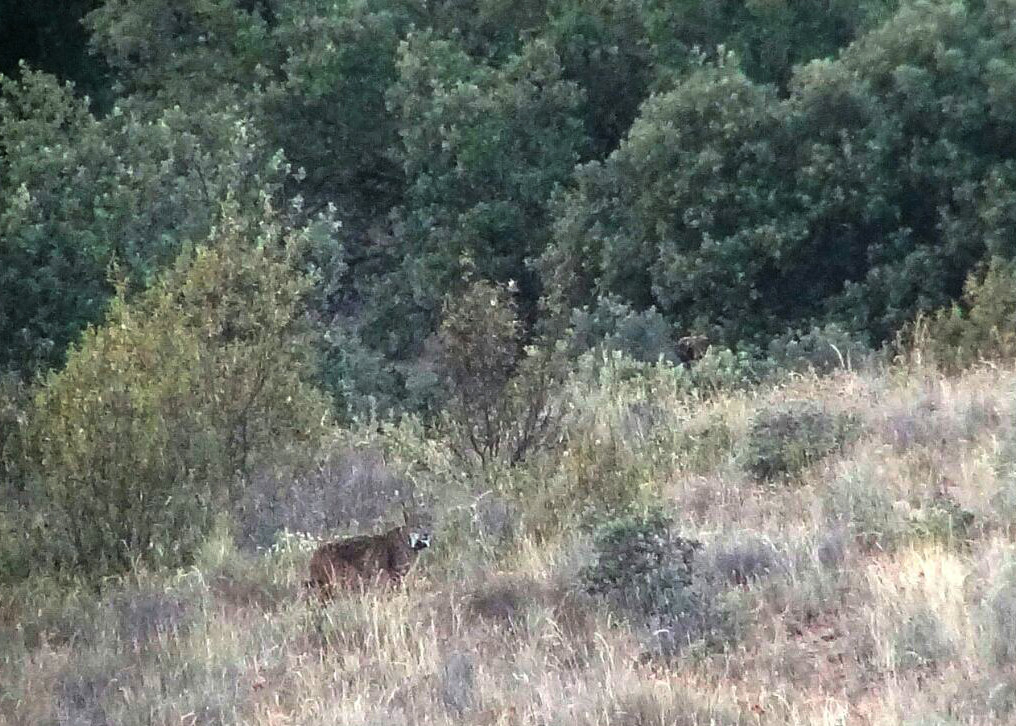 Lince ibu00e9rico Sanabria