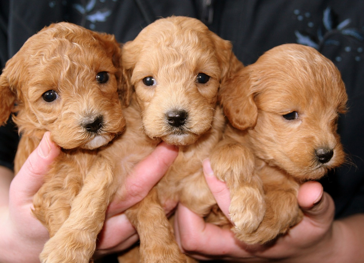 Puppies 688425 1280