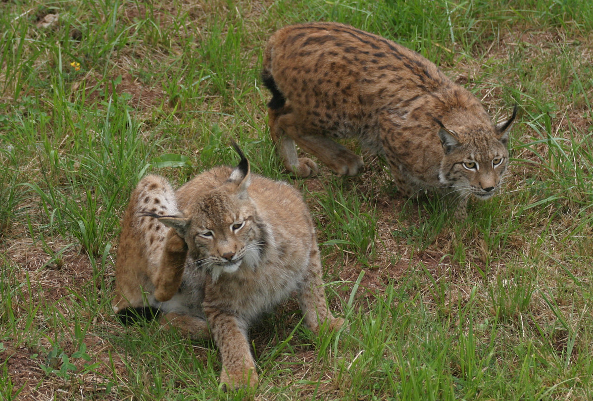 Lince ibu00e9rico