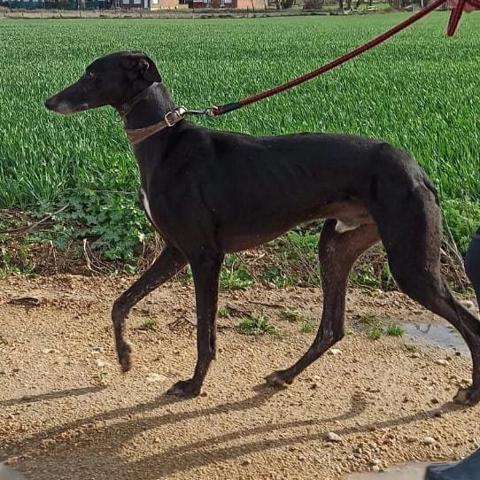 Galgo 2