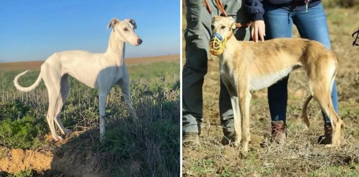 Galgos