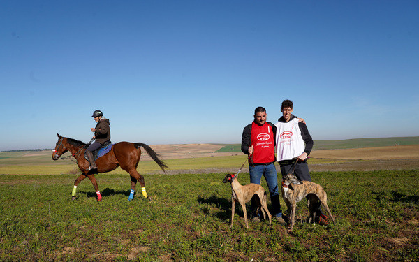 Galgos
