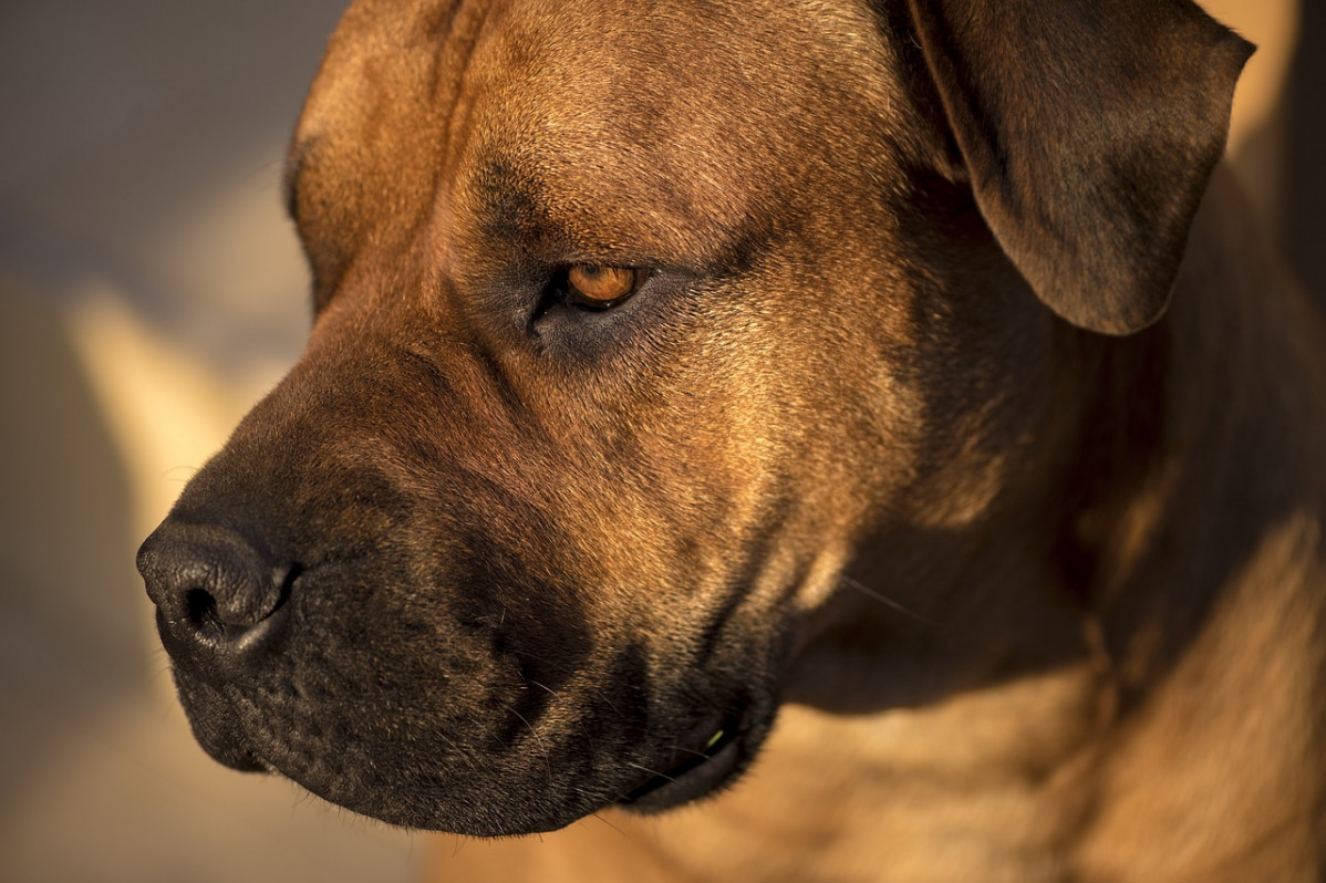 African boerboel 2138284 1280