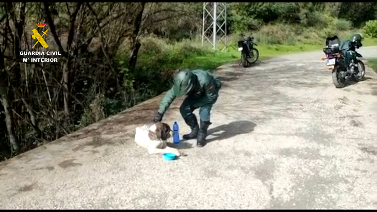 Maltrato animal Guardia Civil