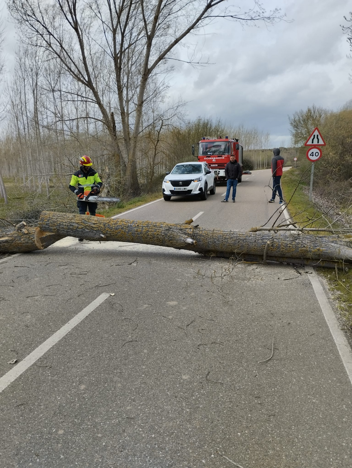 Vientos caidas arboles