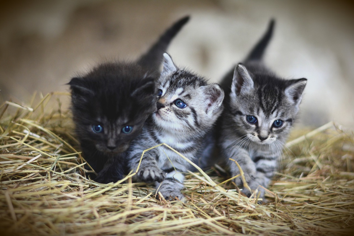 Kittens 3535404 1280