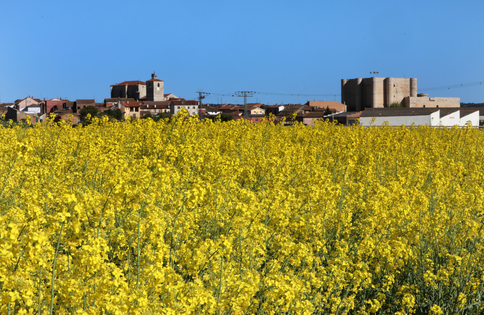 Colza agricultura agricultor