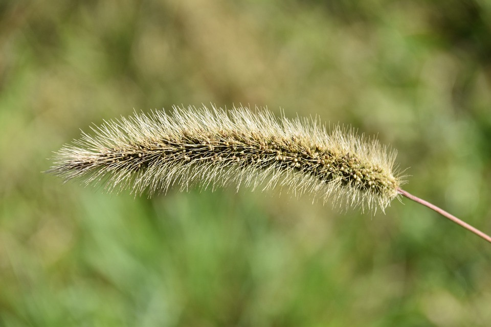 Graminea