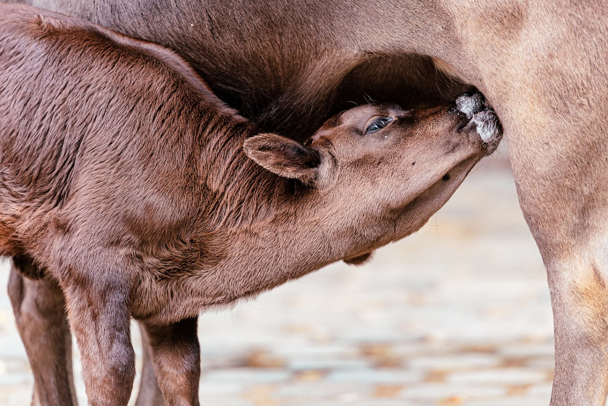 Calf 7378103 1280