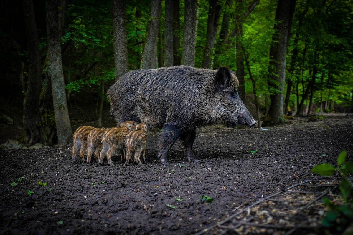 Wild boar 5219619 1280