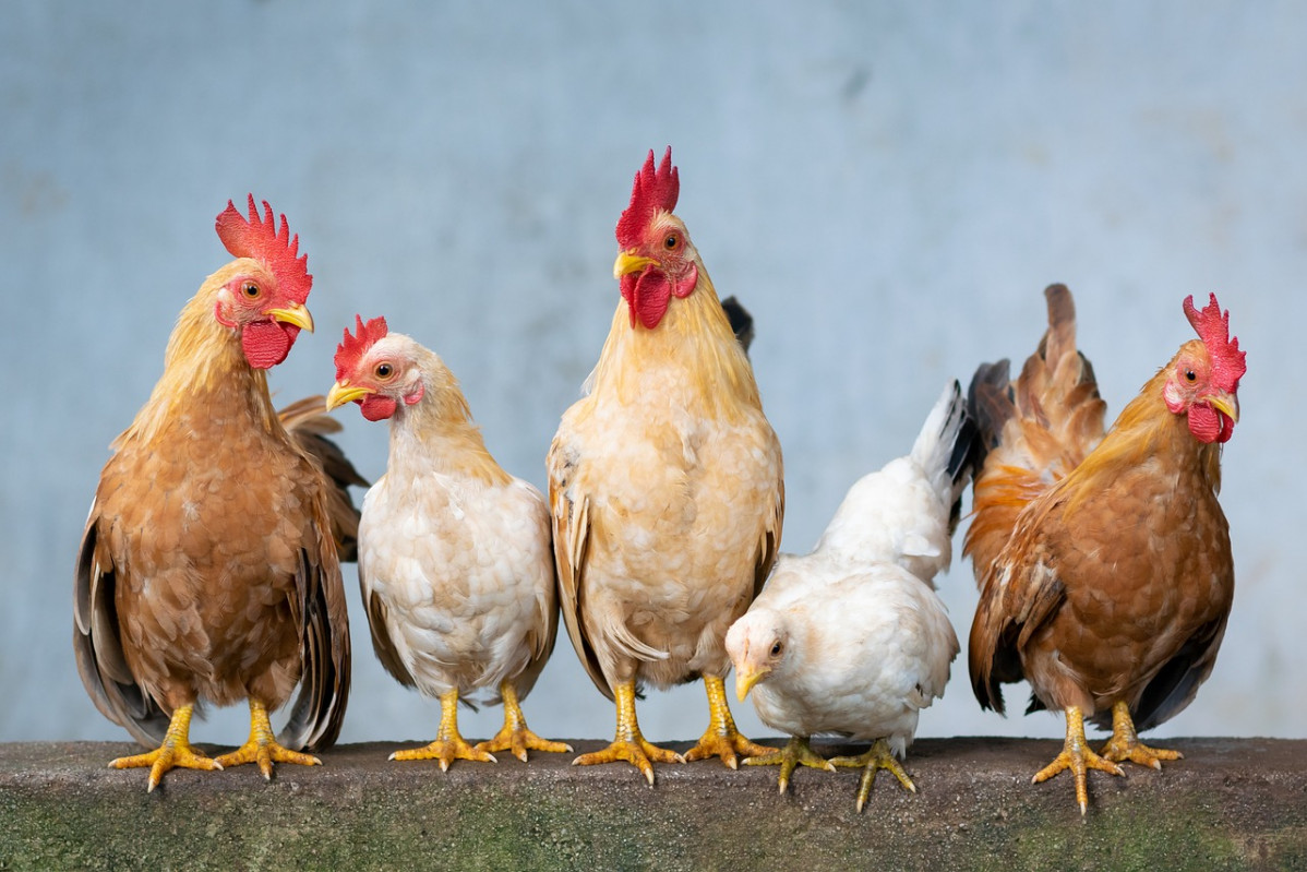 Chicken 4849979 1280