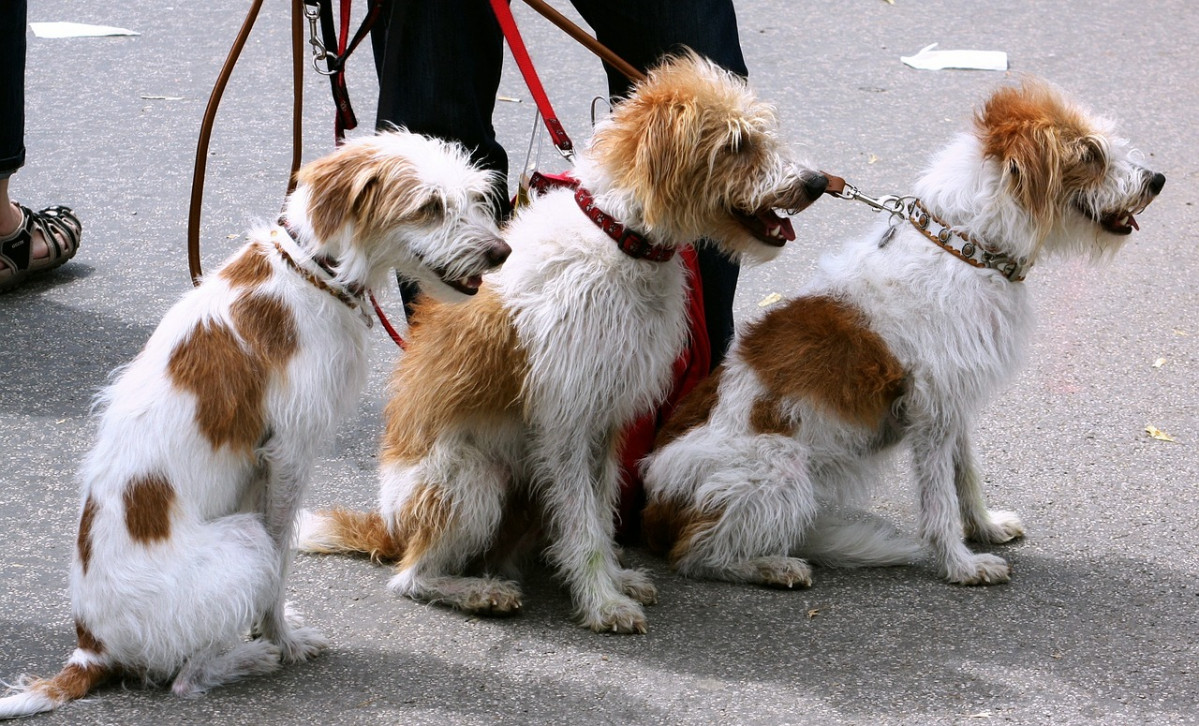 Dogs 91689 1280