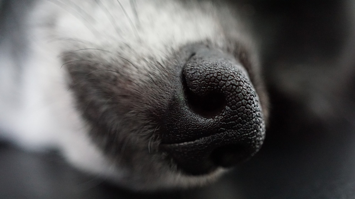 Dog 4398803 1280
