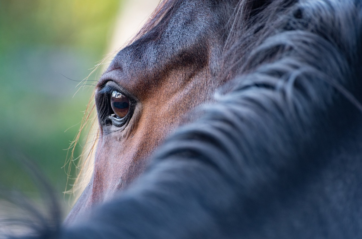 Horse 5628882 1280