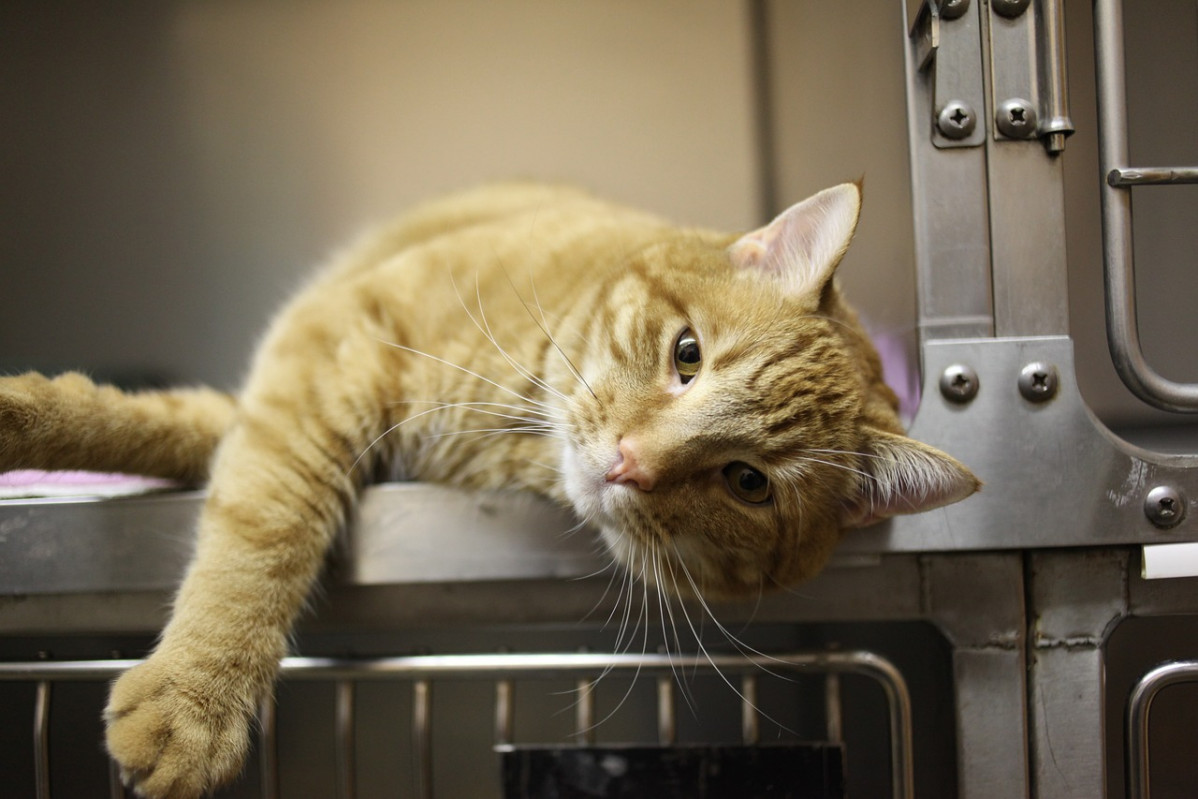 Cat 4988407 1280