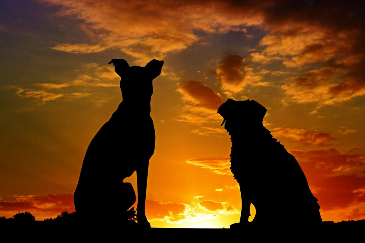 Dogs 2222801 1280