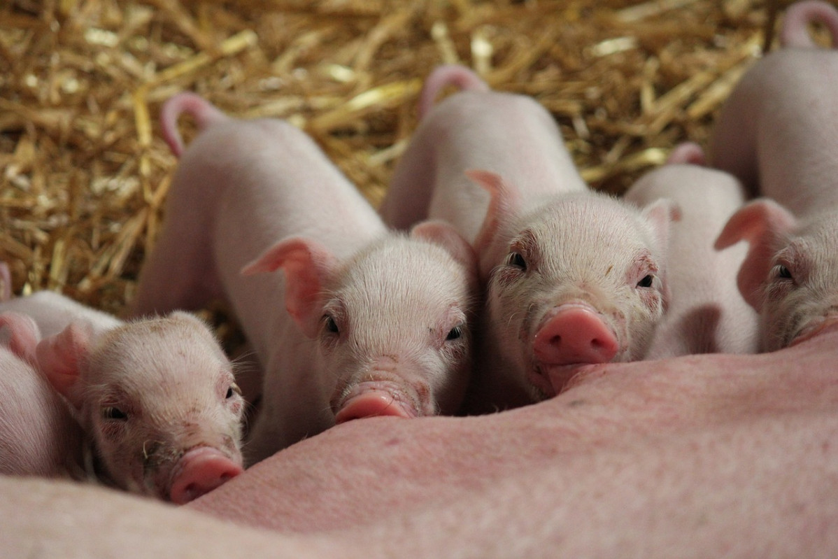 Piglets 5512139 1280