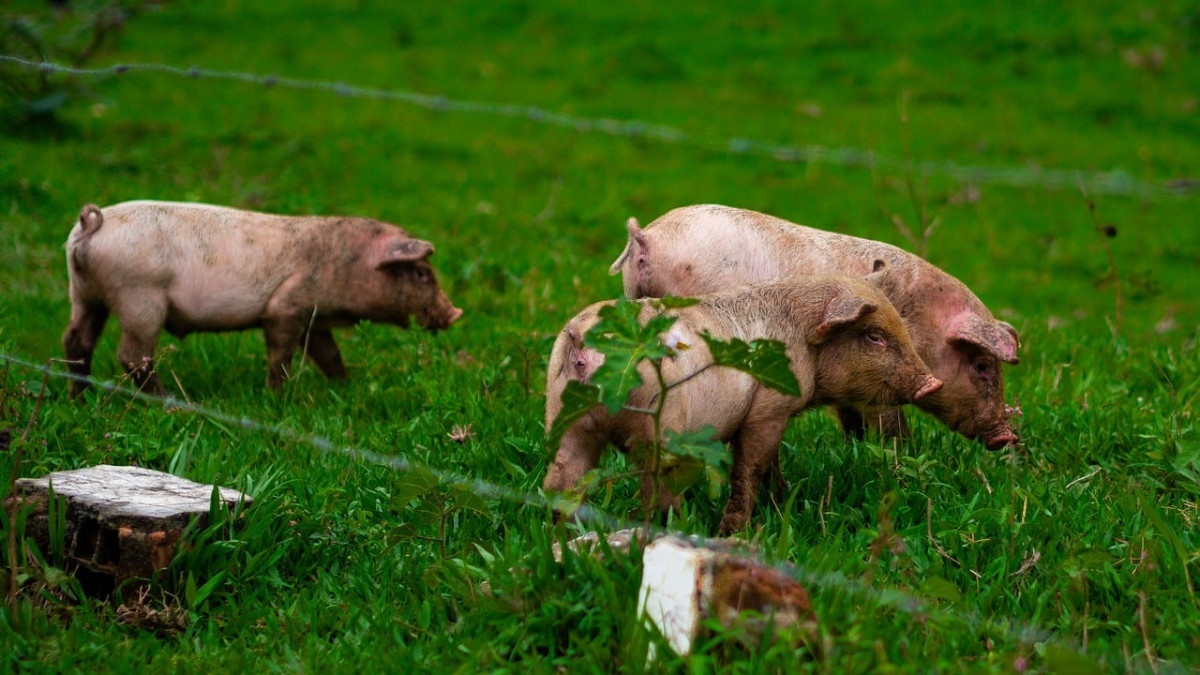 Pigs 8319537 1280