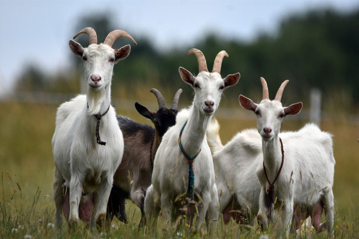 Goats 6364935 1280