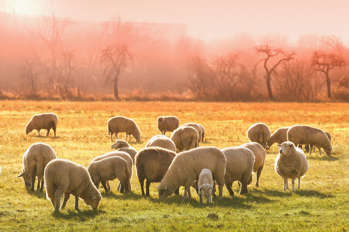 Sheeps 3437467 1280