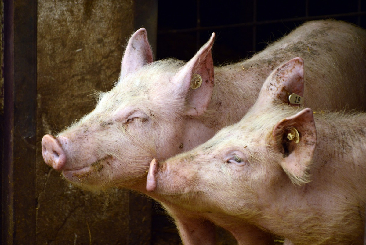 Pigs 3967549 1280