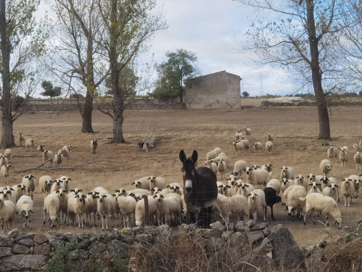 Ovejas