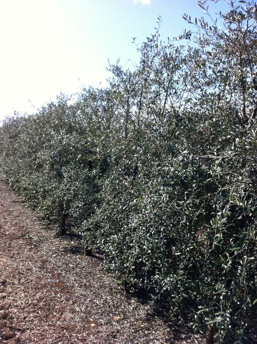 Olivar superintensivo en seto