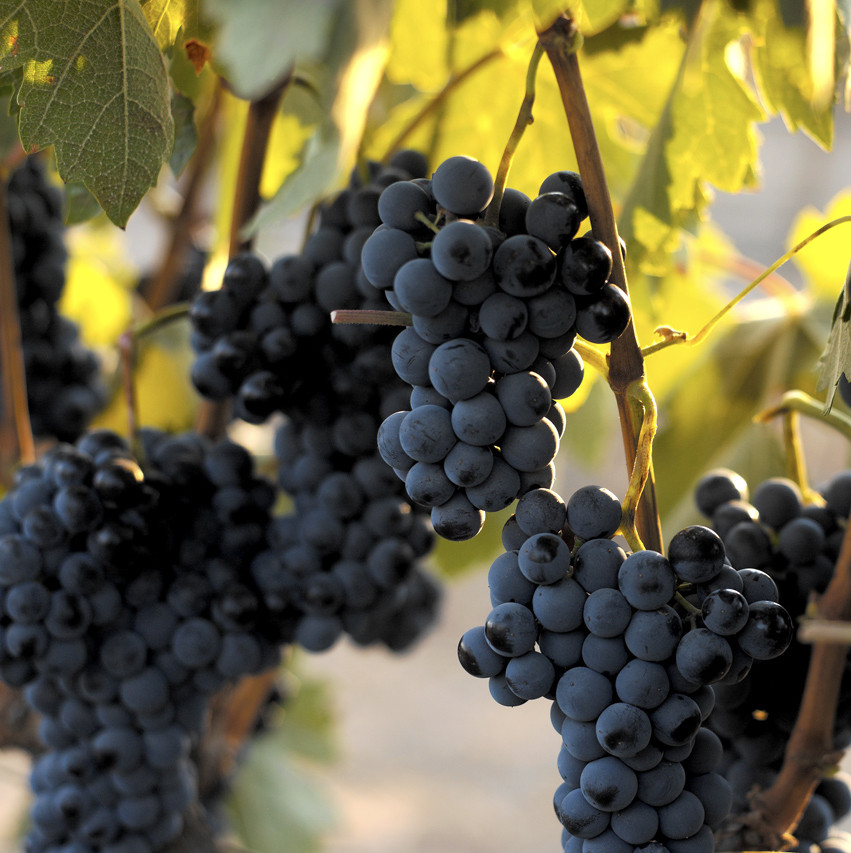 RUTAS DEL VINO