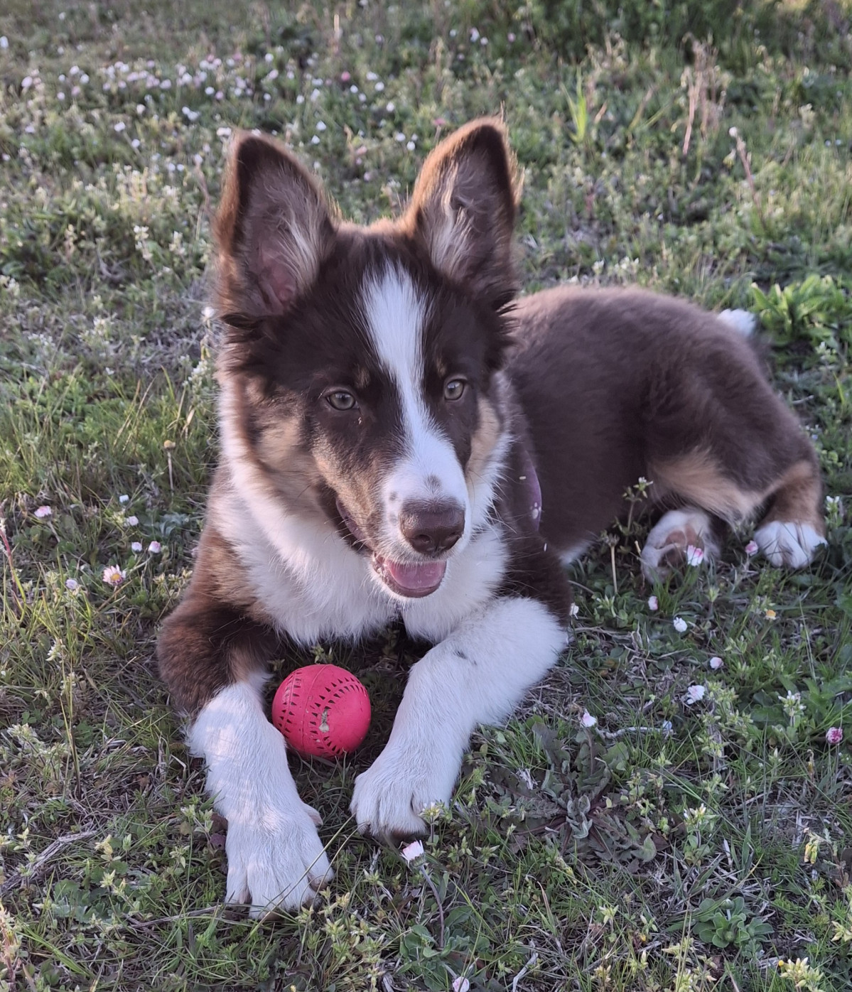 Perro