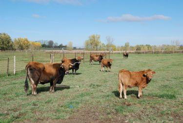 Vacas de la raza alistano